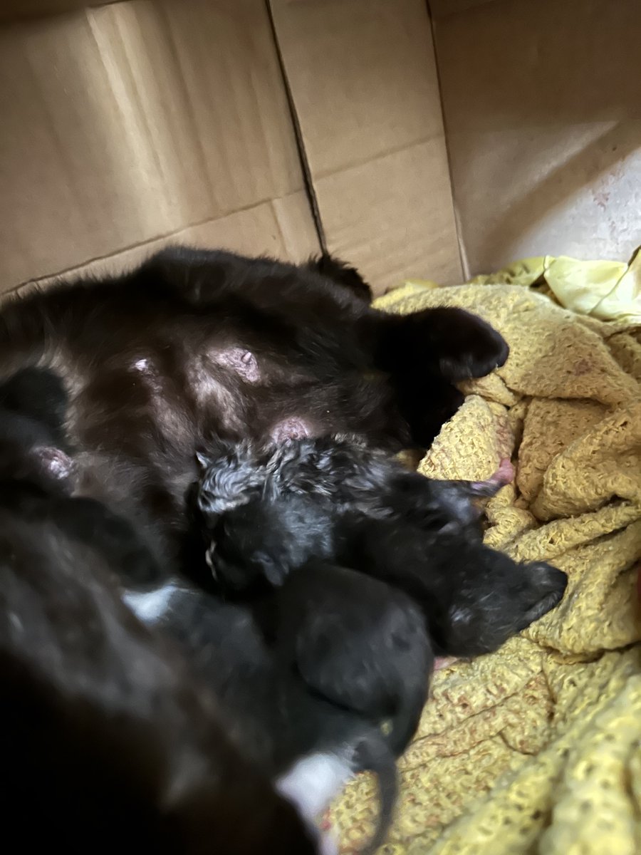 Miriam Pollick ✡︎🪬✨🇮🇱 tweet media