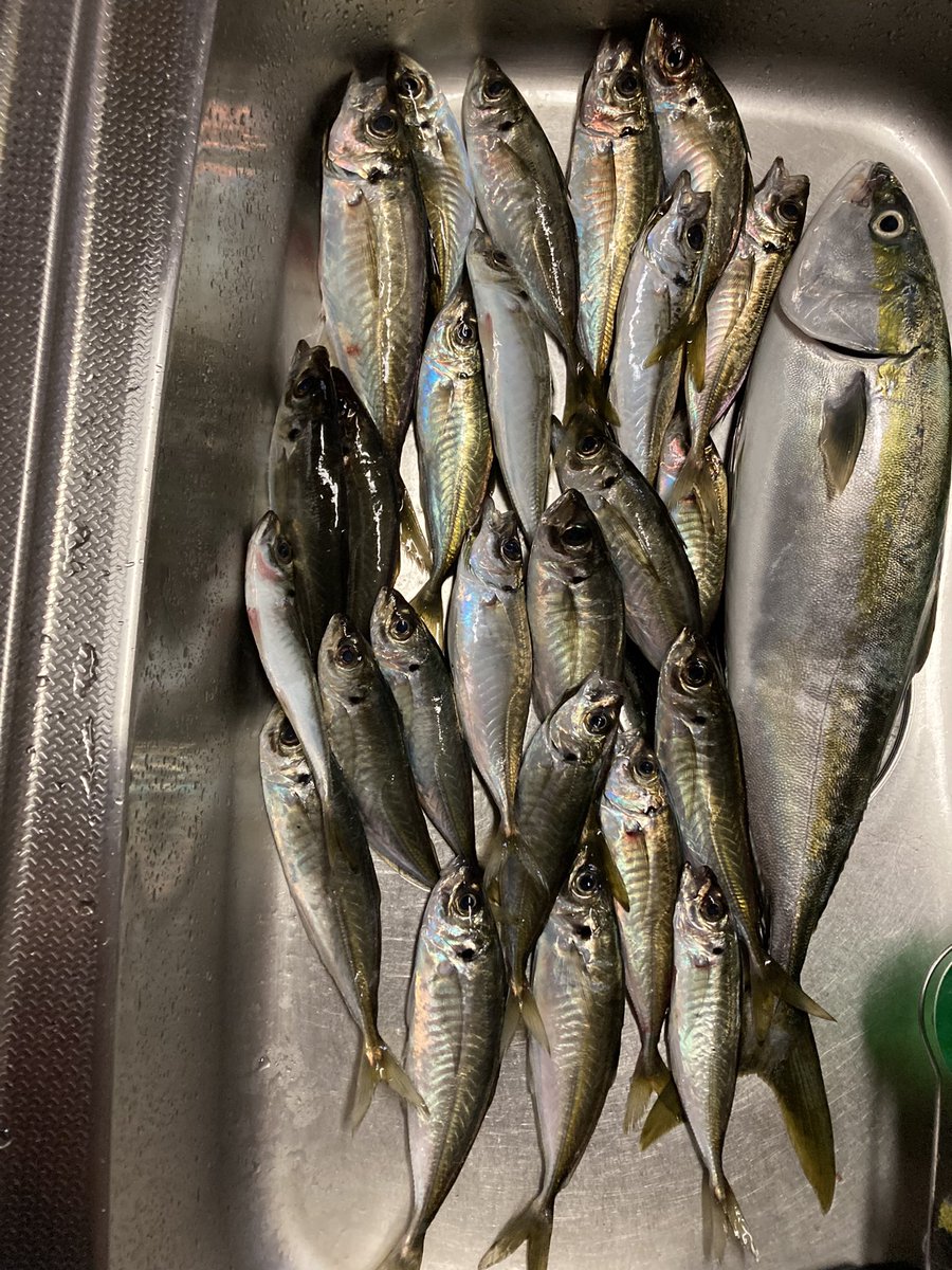 OKfishrman's tweet photo. 今朝は何時もの堤防でアジング朝マズメだけ入れ食いで22cm〜27cmその後に移動して様子見てたらナブラ出てジグ投げてたら55cmのイナダキャッチその後に一回り小さいイナダ抜け上げ時にポロリ😅でした今年は釣れ始めるのが早いのかな https://t.co/e2RBrLm2OL