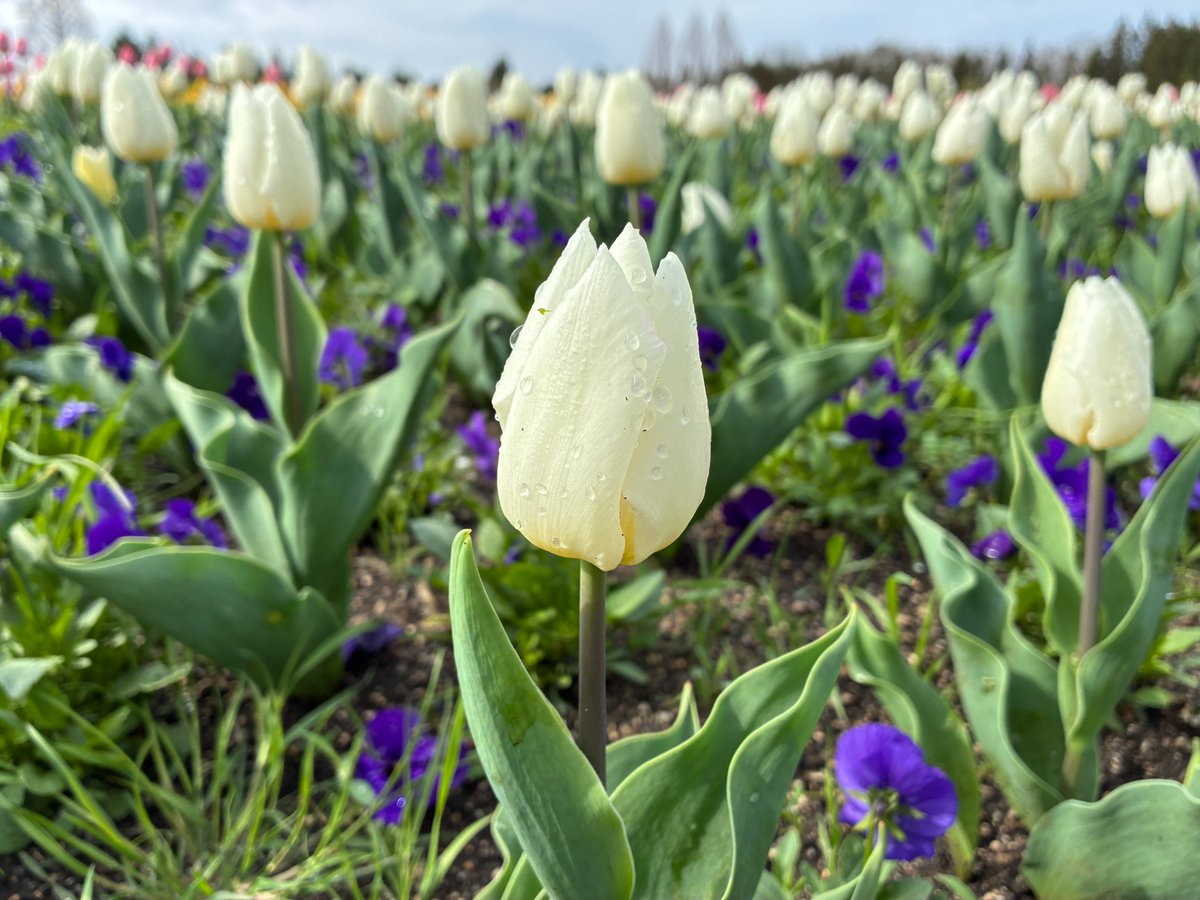 国営備北丘陵公園【公式】 tweet media