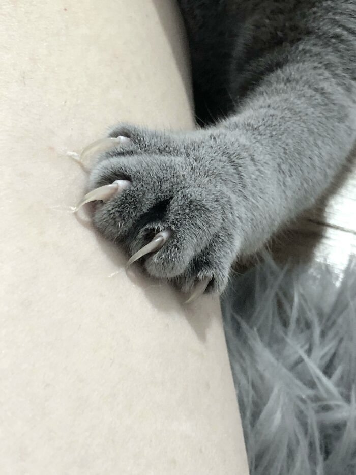 soupnspoonss's tweet image. 𖤐⭒๋࣭ ⭑ Sesh after not cutting 4 11 months!! ܀°⊹A thread! ¡

✶. °•√ Cat scratches ╥﹏╥

⊰. ° #Shtwt #Slittwt #988twt . °⊱