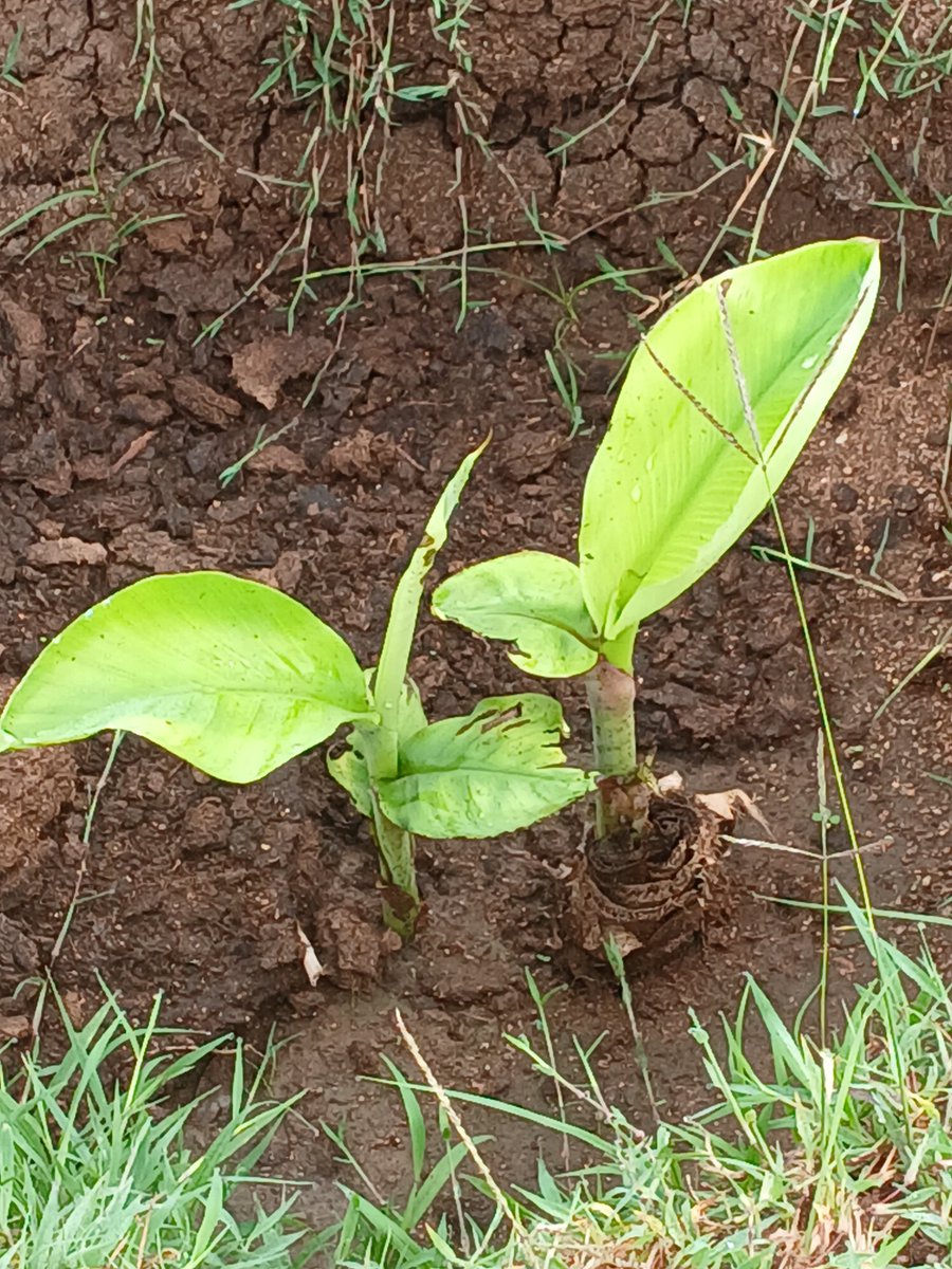 Juma Wickama tweet media