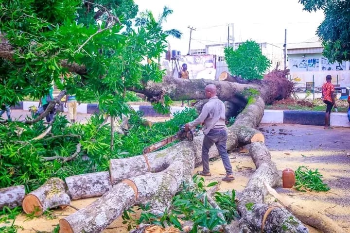 Sapele Blog tweet media