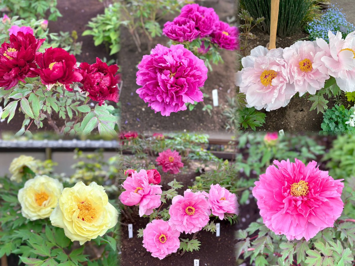 浪費婆 tweet media