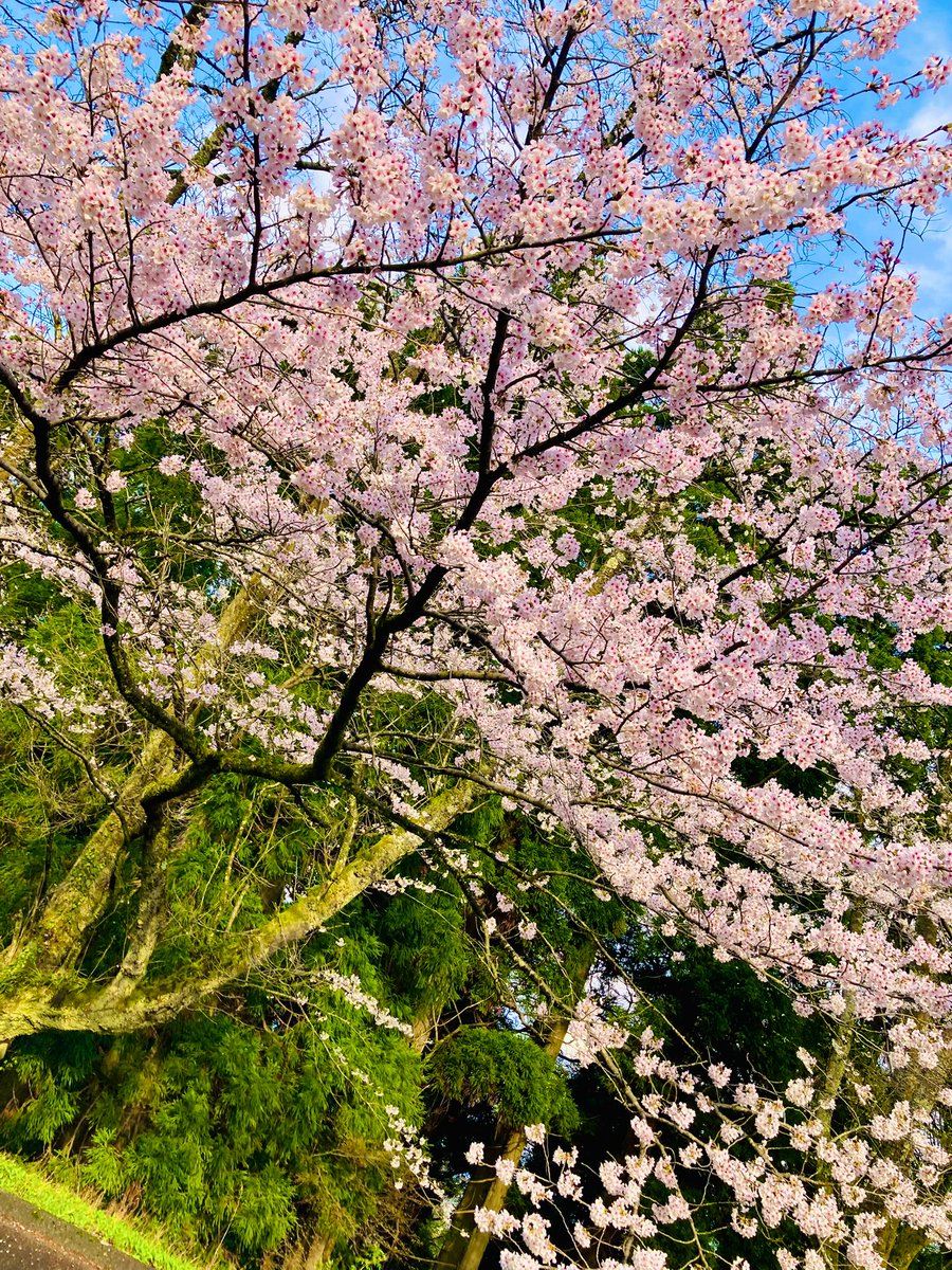天然温泉 風の森 “KAZENOMORI” tweet media