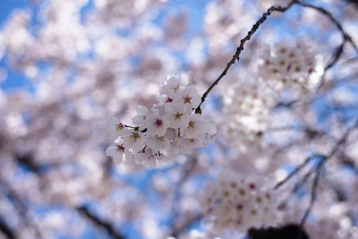 c__typ3's tweet photo. 🌸🌸 https://t.co/9emalJuGBm