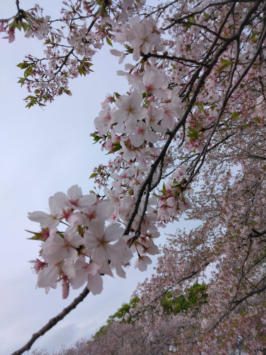 ふーにゃんばぁば tweet media