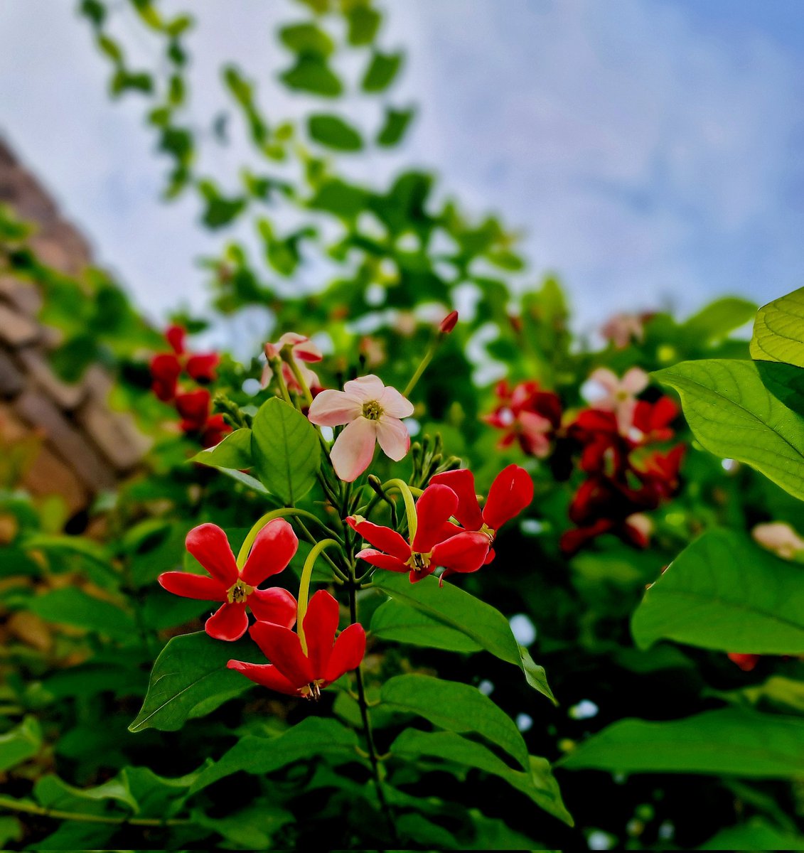 BehramMagsi1's tweet image. "All of nature's colors exist around us, if we can just sense them."

#cloudyday