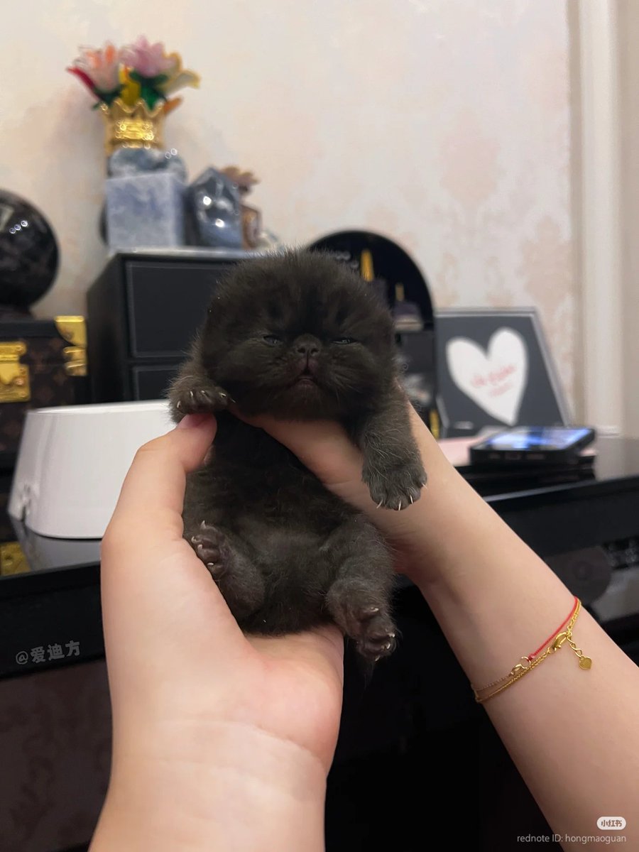 nocontextscats's tweet photo. Baby void https://t.co/jupgGgmLNt