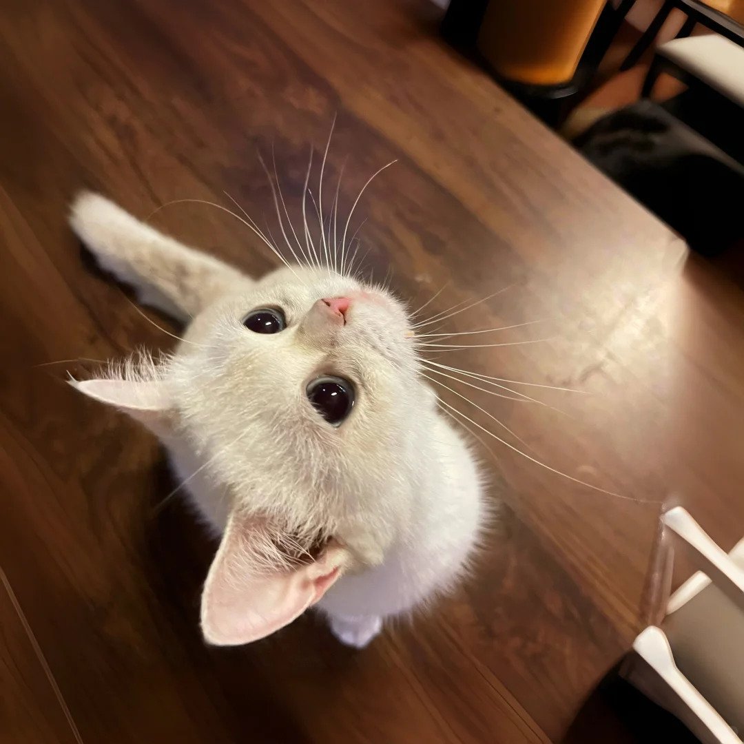 cat tweet media