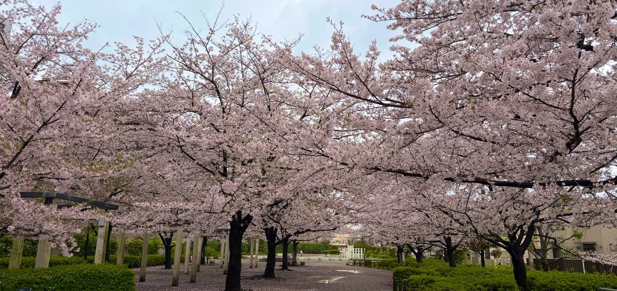 くまっち🔔熊地りん tweet media