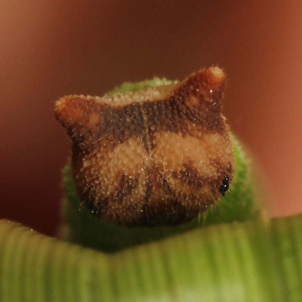 💖💫🐰🌸🐰💫💖 tweet media