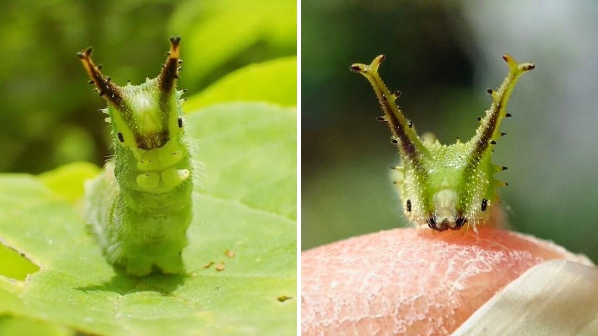 💖💫🐰🌸🐰💫💖 tweet media