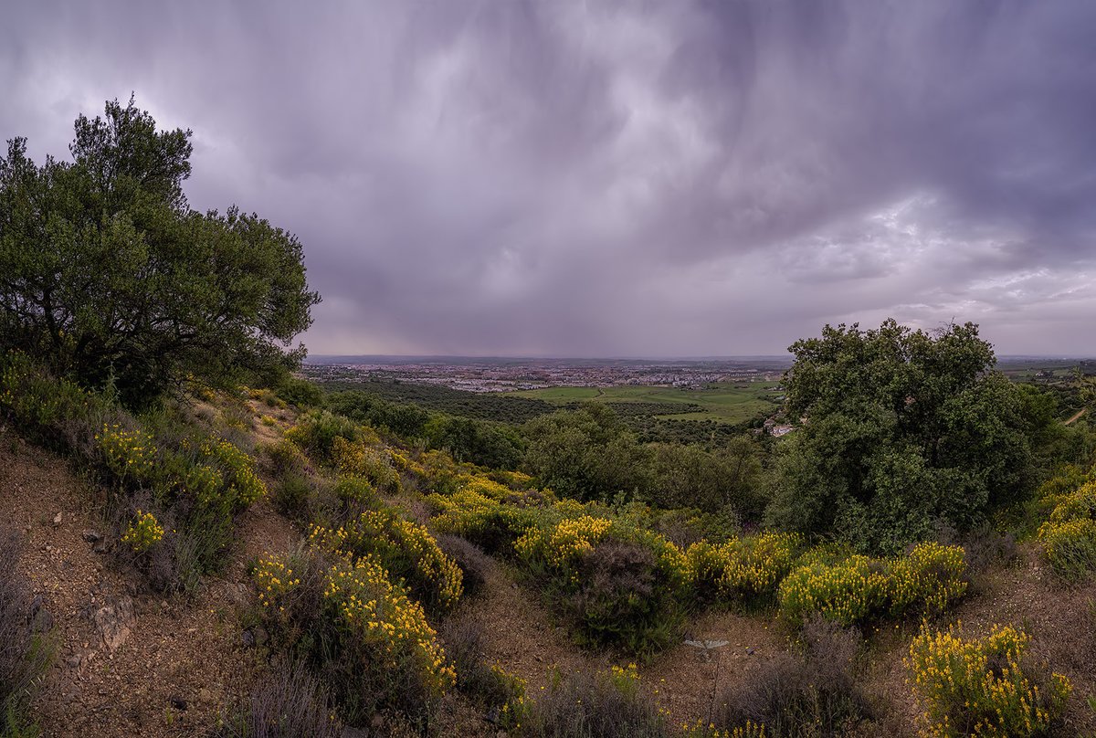 Pedro Mengual tweet media