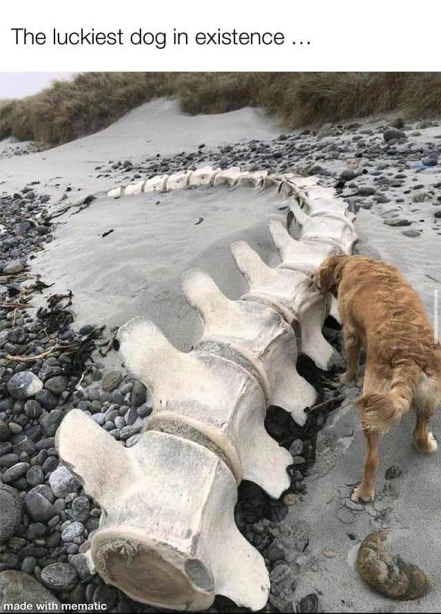 🦤💀🦴⛏️Paleo_Daddy⛏️🦕🦖🦣 tweet media