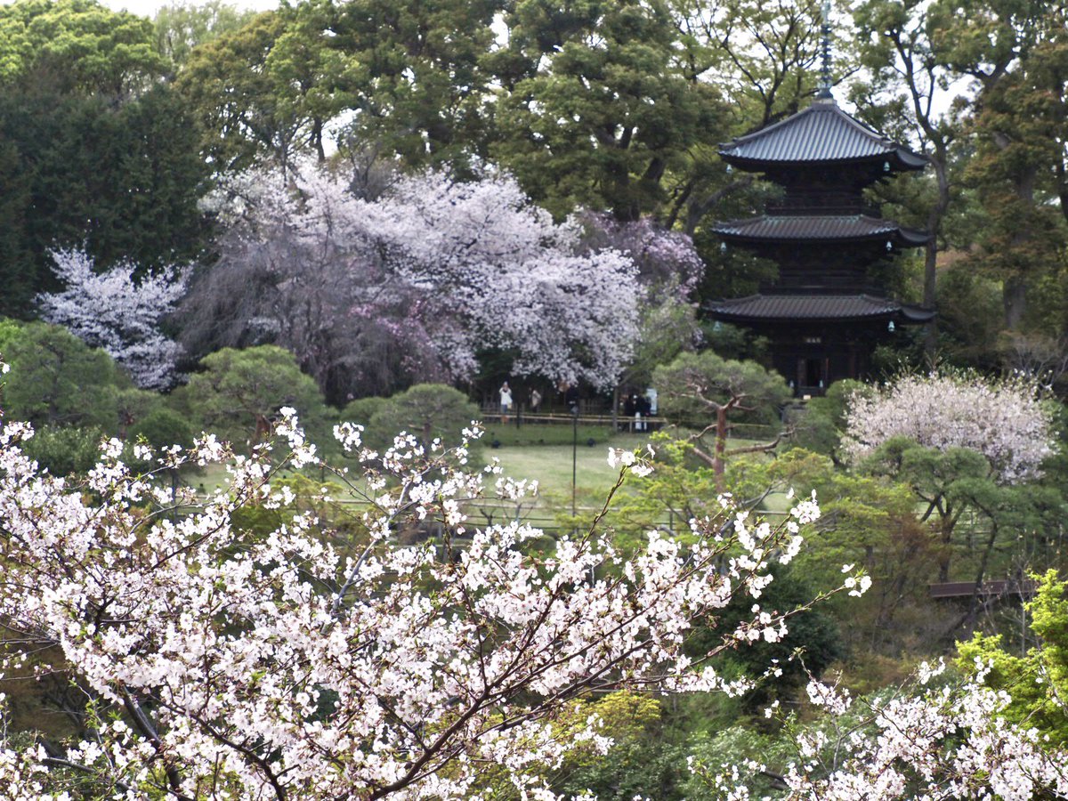 ロプロス tweet media