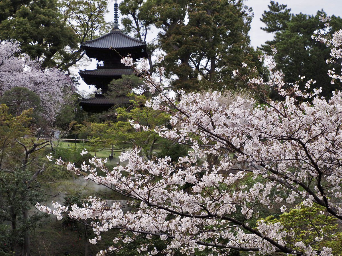 ロプロス tweet media