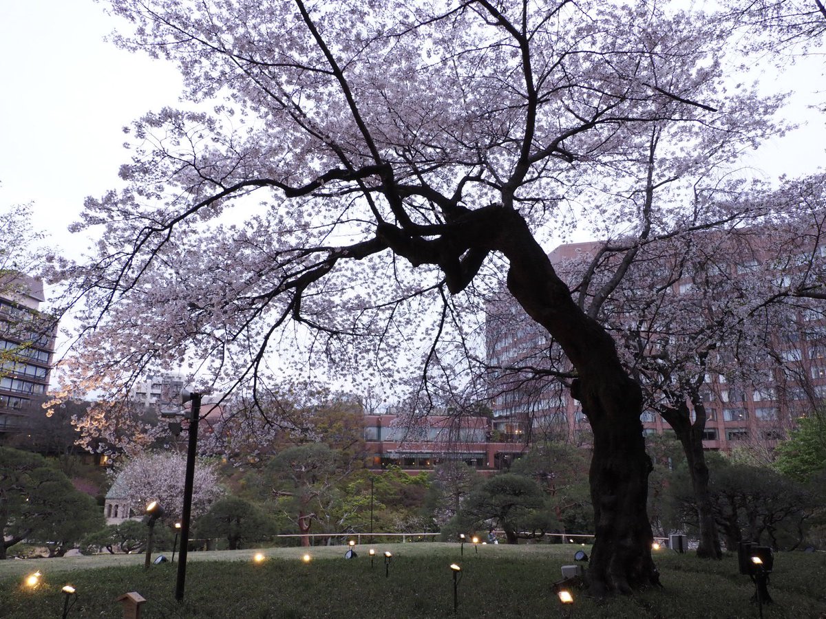 ロプロス tweet media