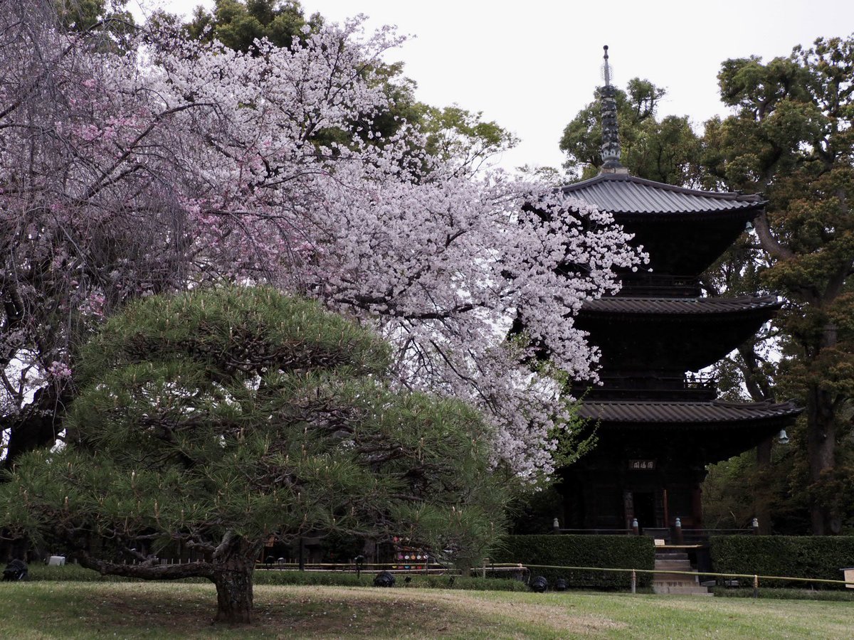 ロプロス tweet media