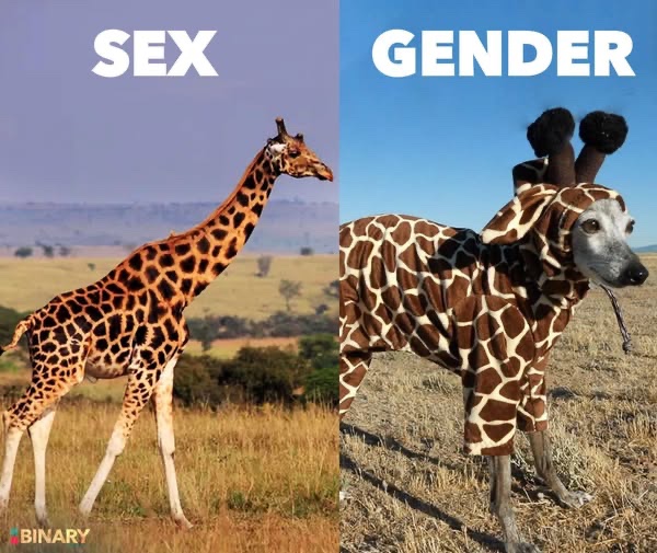 Dansk Regnbueråd - LGB International Denmark tweet media