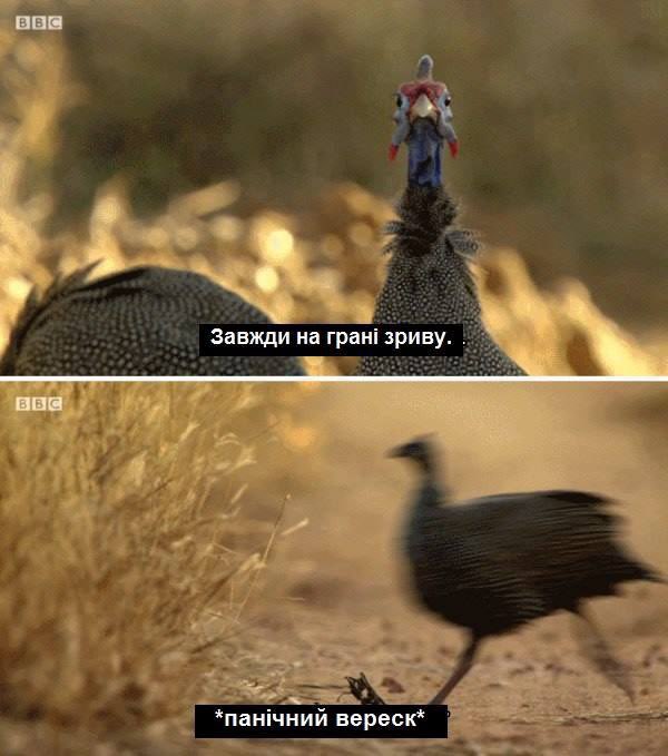 🦤💀🦴⛏️Paleo_Daddy⛏️🦕🦖🦣 tweet media