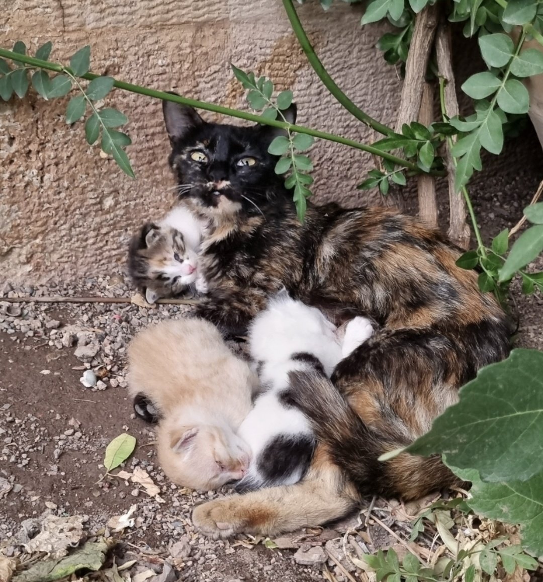 🇮🇷کادوی سابق🇮🇷 tweet media