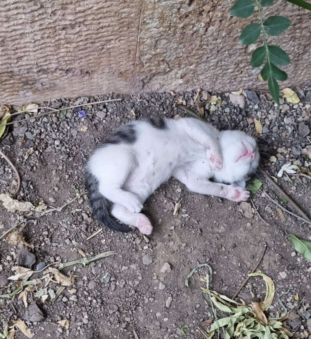 🇮🇷کادوی سابق🇮🇷 tweet media