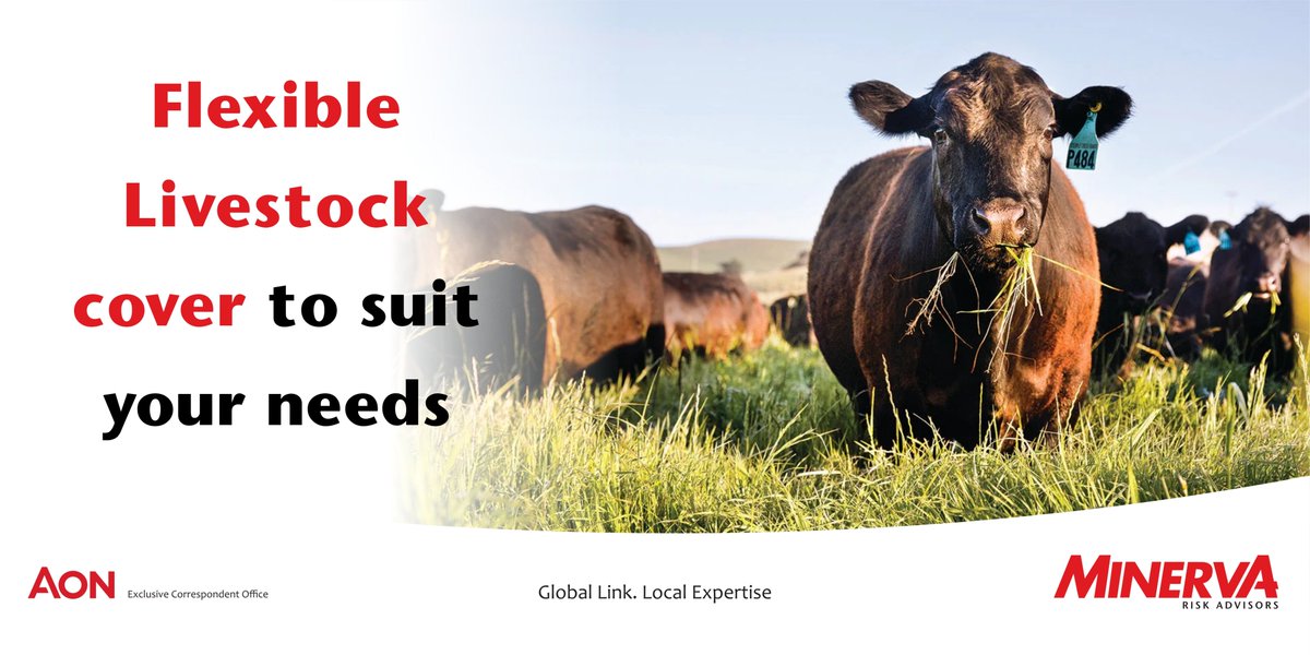 Minerva Risk Advisors tweet media