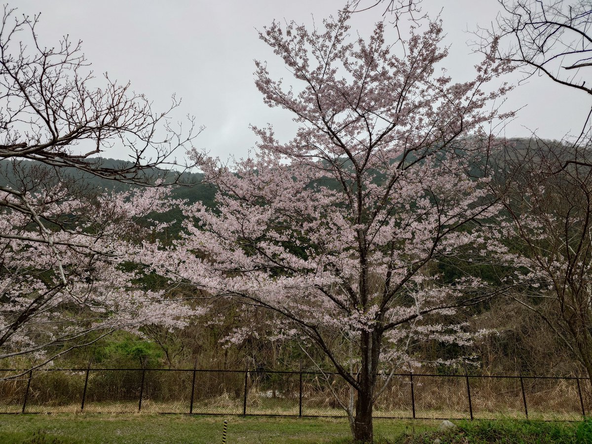 🇯🇵百鬼丸🏍🐱 tweet media