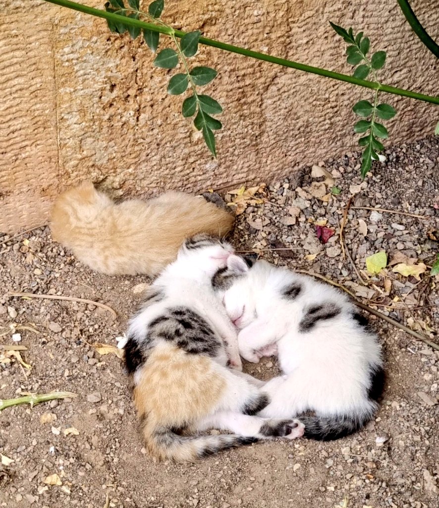 🇮🇷کادوی سابق🇮🇷 tweet media