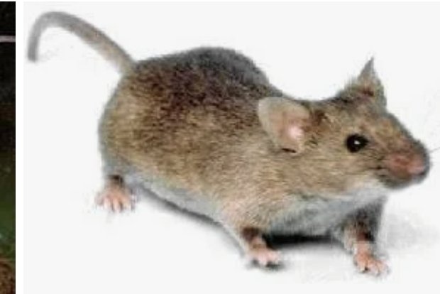 שי רוט tweet media