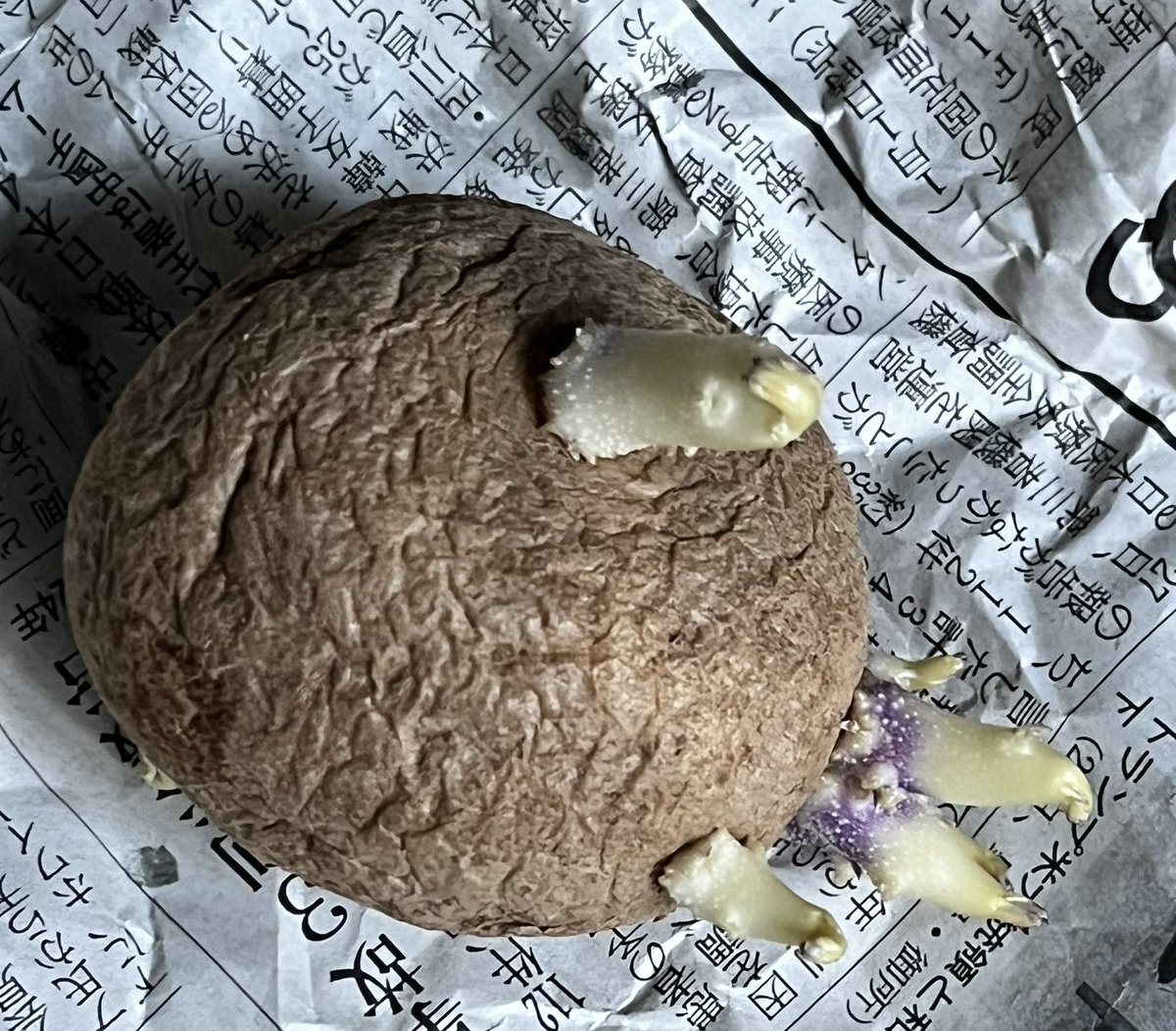 中が紫になってなければいけると思う？😅