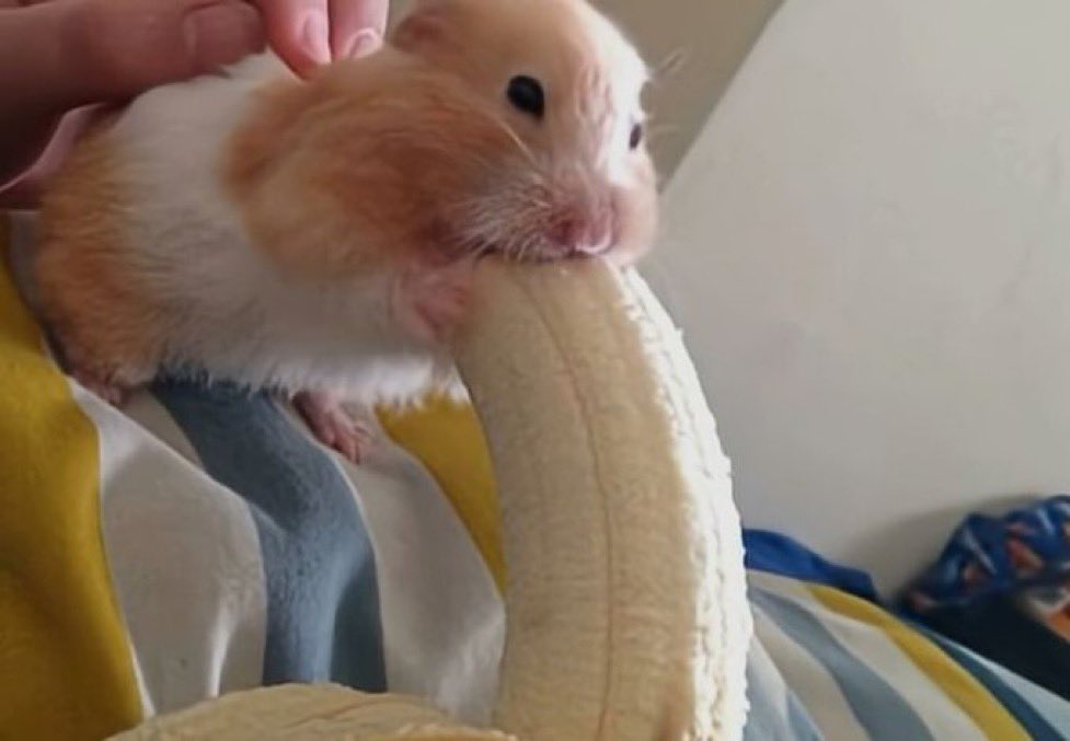 wassam - OG ひ tweet media