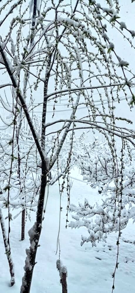 𝙍 𝘼𝙝𝙢𝙙𝙯𝙖𝙞 tweet media