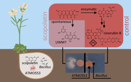 niooknaw's tweet image. New publication: #Plant Coumarins #Modulate Natural Product #Biosynthesis in a #Streptomyces #Root #Endophyte, by @GillesvanWezel and others.
doi.org/10.1021/acs.jn…