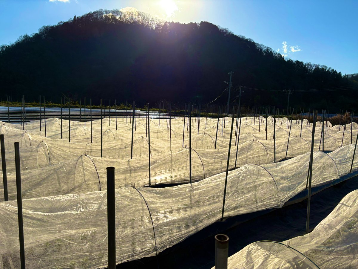 ミート tweet media