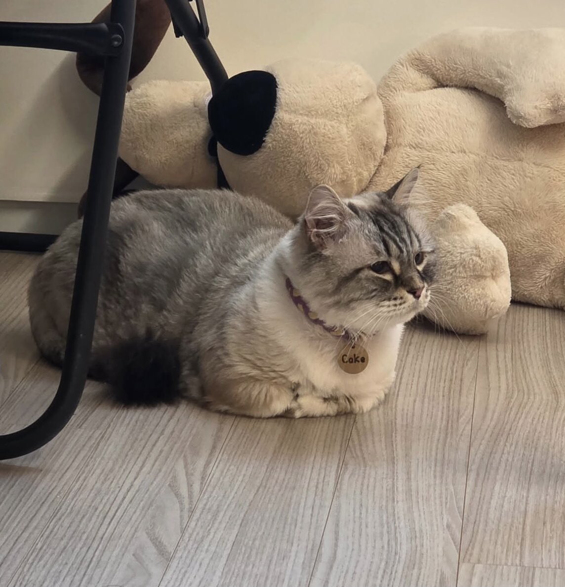 ((rest)) •• tweet media