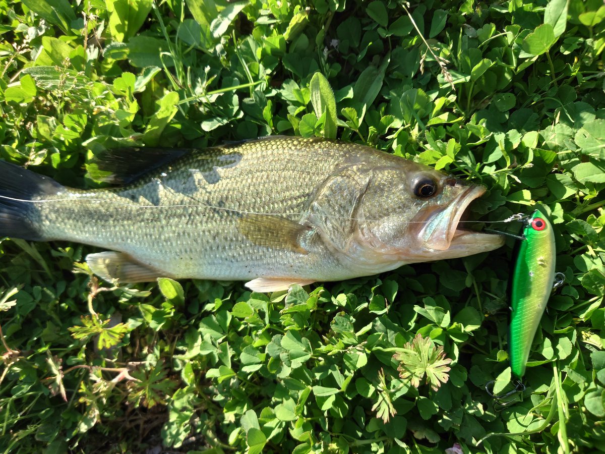 SOU (STAR GEAR) tweet media