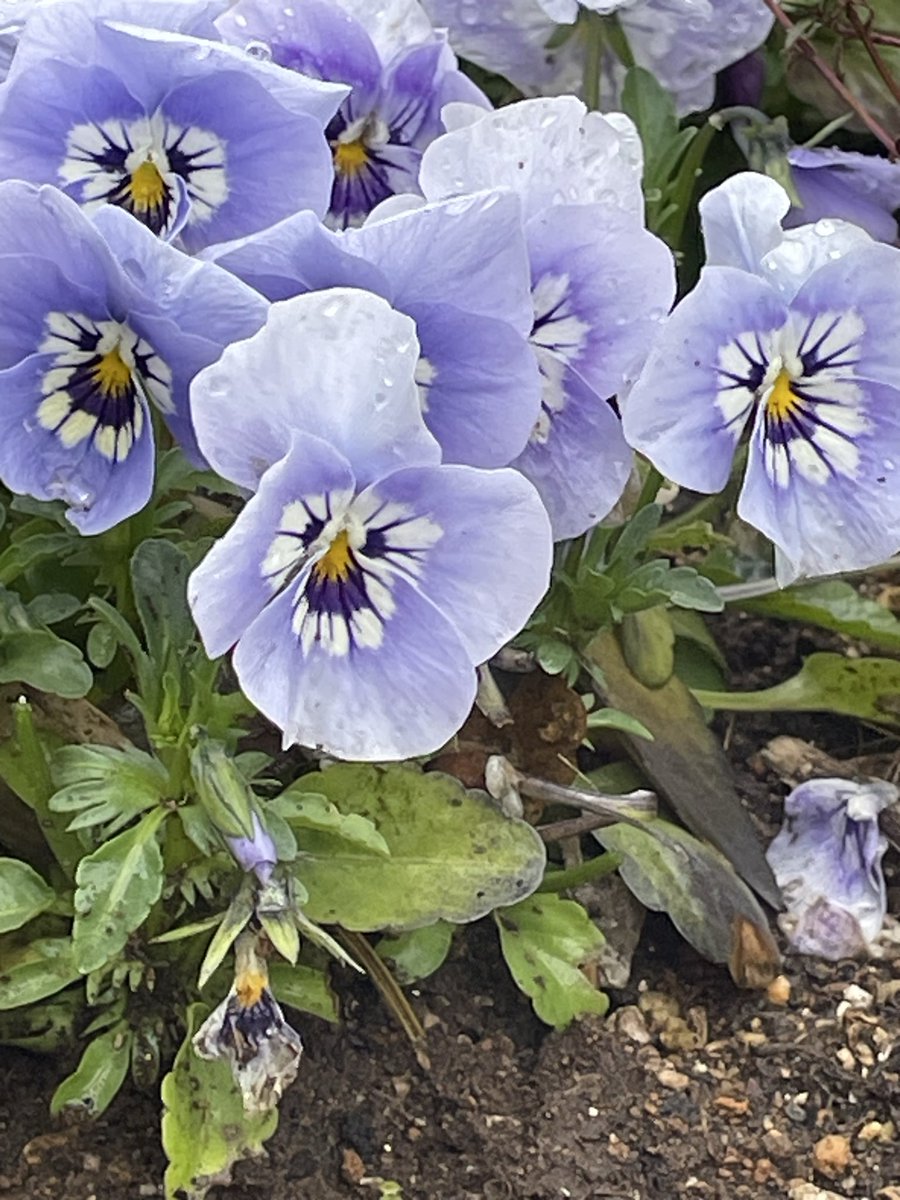 wanonano tweet media