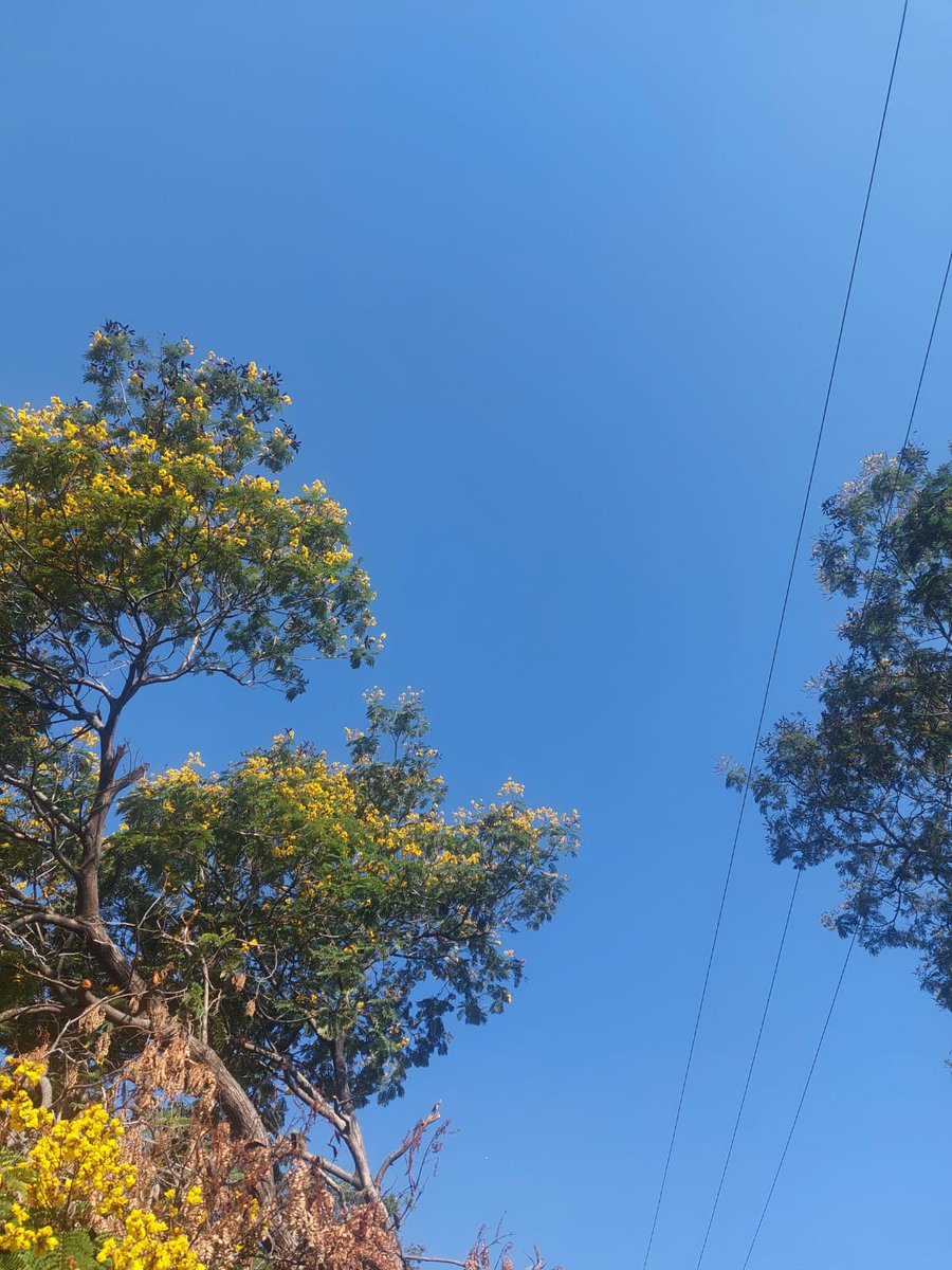 phanin12's tweet photo. Love nature, love blue sky, love clean sky, love this yellow flower. Location: Sukoon ground (Open Dias) on the University of Hyderabad campus. Another type of yellow flowers can be seen everywhere the campus. Do not know the name of flower (neither local nor scientific name). https://t.co/5MVeco95sr