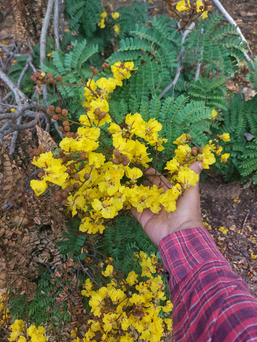 phanin12's tweet photo. Love nature, love blue sky, love clean sky, love this yellow flower. Location: Sukoon ground (Open Dias) on the University of Hyderabad campus. Another type of yellow flowers can be seen everywhere the campus. Do not know the name of flower (neither local nor scientific name). https://t.co/5MVeco95sr