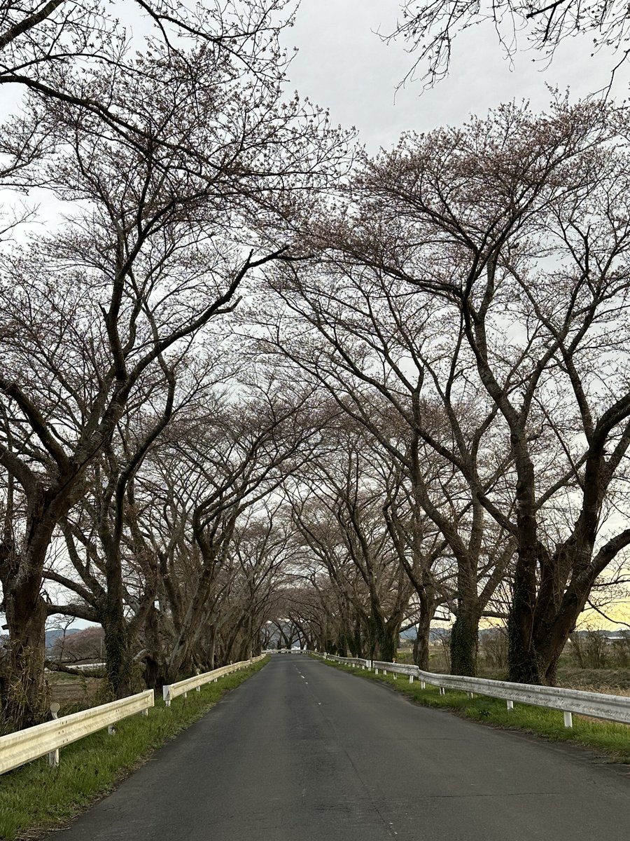 ポチGX tweet media