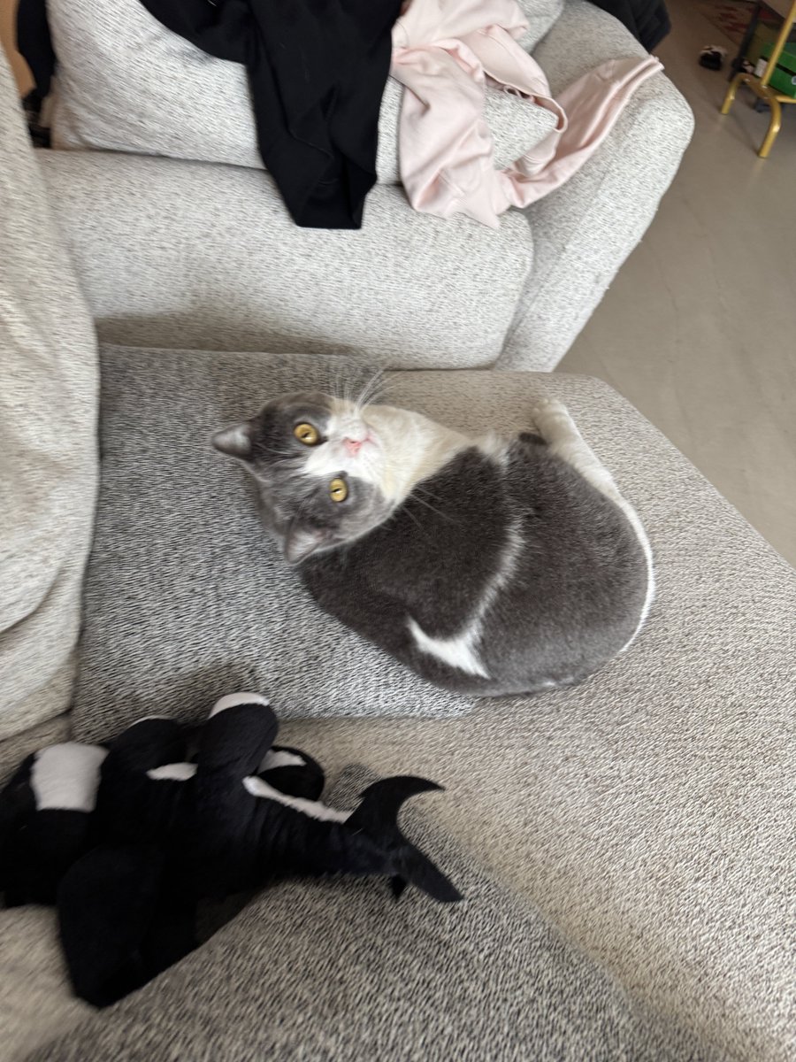 闪焰高歌🍃🐥 tweet media