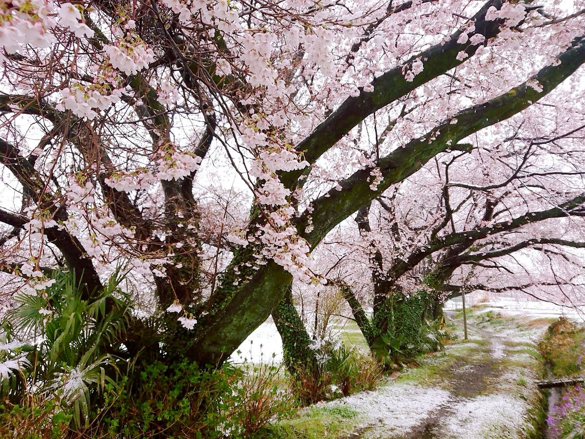 雪が溶けたら何になるのだろうか？

水と答える兄弟も多いと思うが、別の答えを探してみよう。

日本には四季があり、冬の終わりを桜の開花が知らせてくれる。

雨や風で散ってしまう。

１週間程度で終わるこの花を日本人の多くが愛している。

さて兄弟達。

先程の答えはもうおわかりかな？
