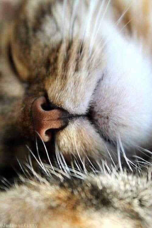 Lena🌻📚👩‍🔬⚗️ tweet media