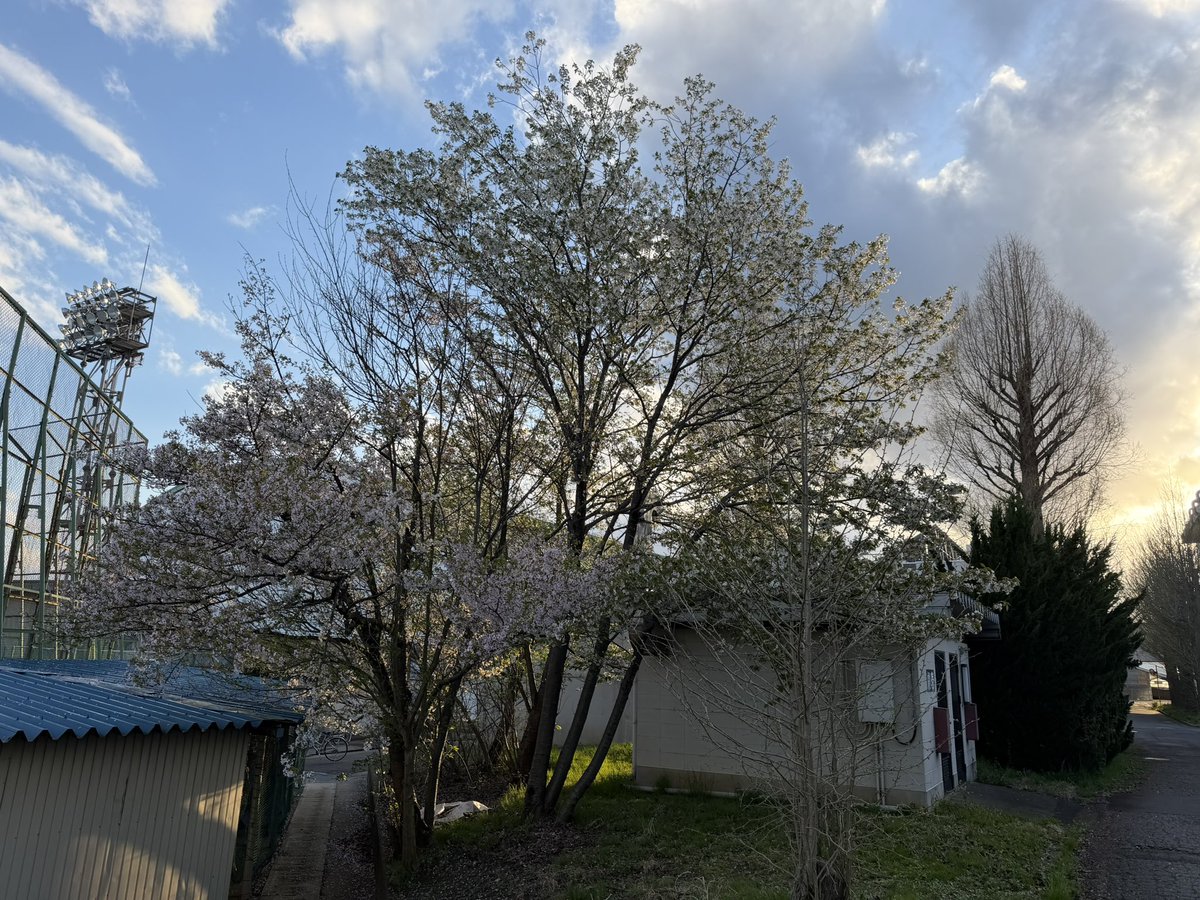 とある魔剤の高専生 tweet media