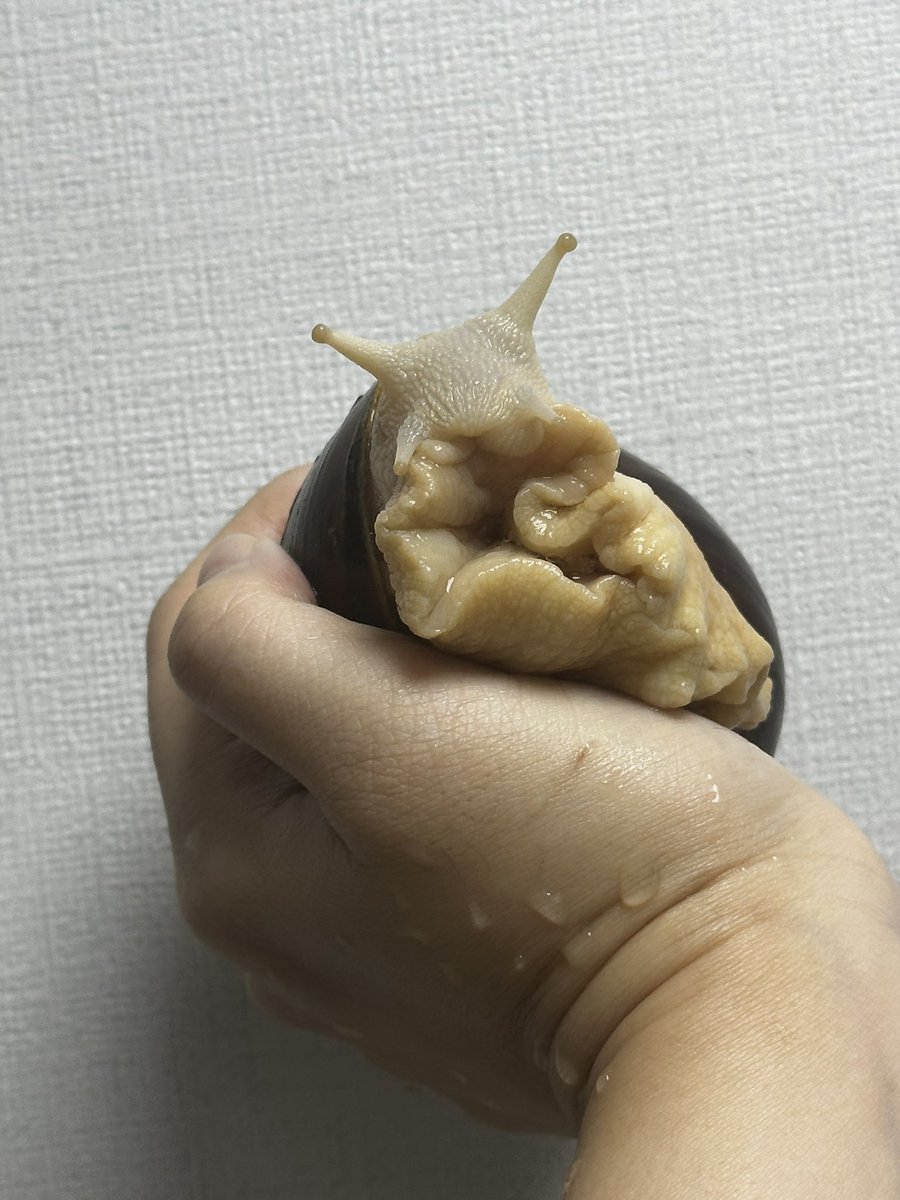 뚱이🐽 tweet media