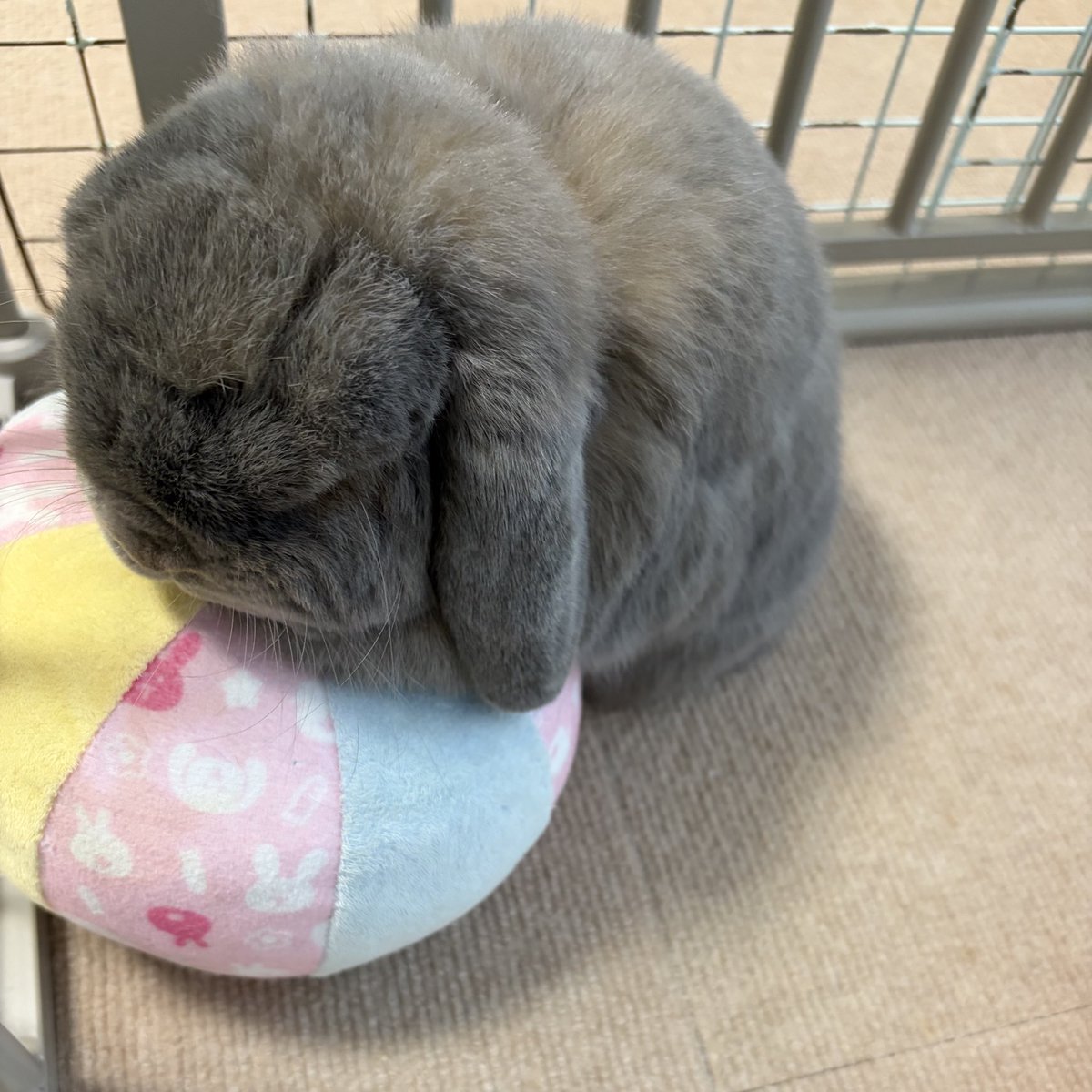 うさぎのりつ tweet media