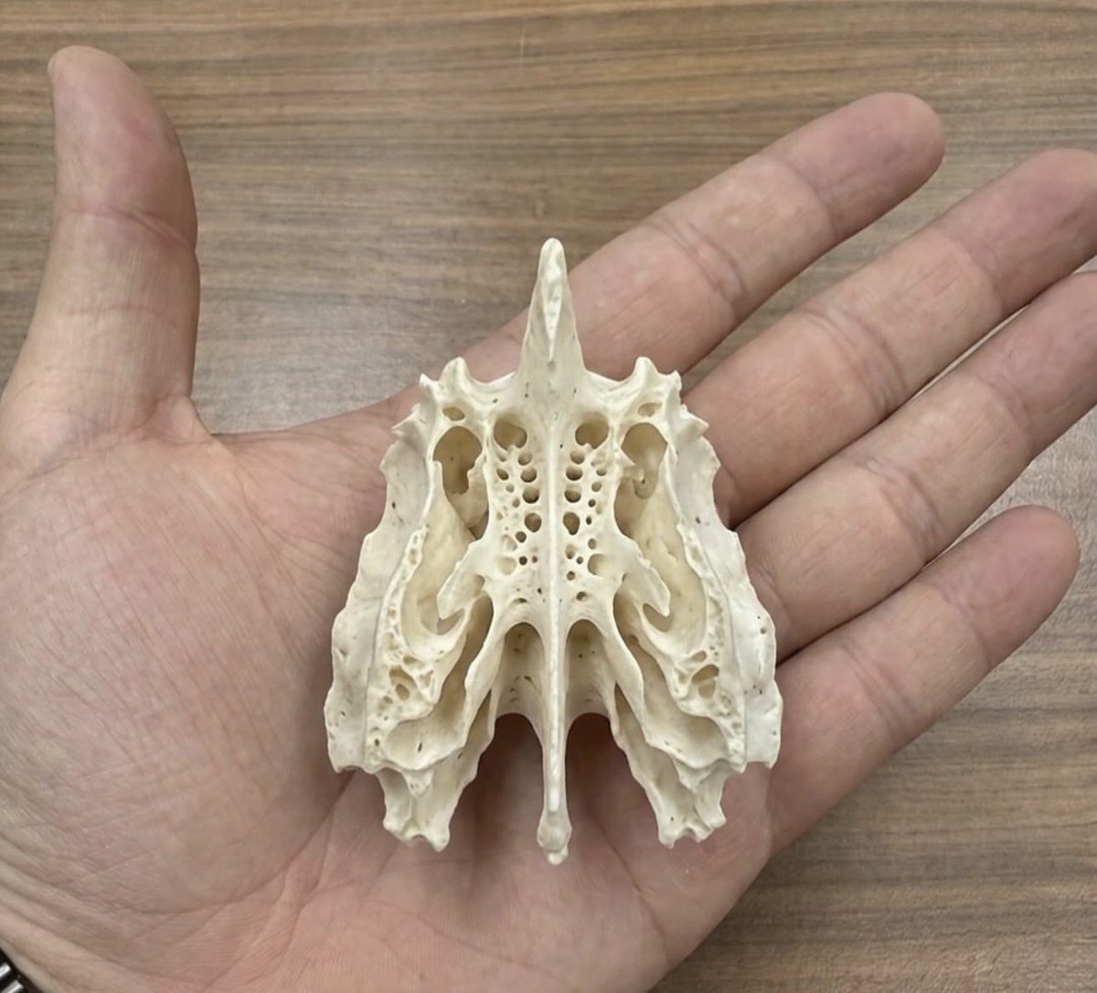 Sage_medics's tweet photo. Is this a human bone, TRUE or FALSE??? https://t.co/SDO3TP9Uqg