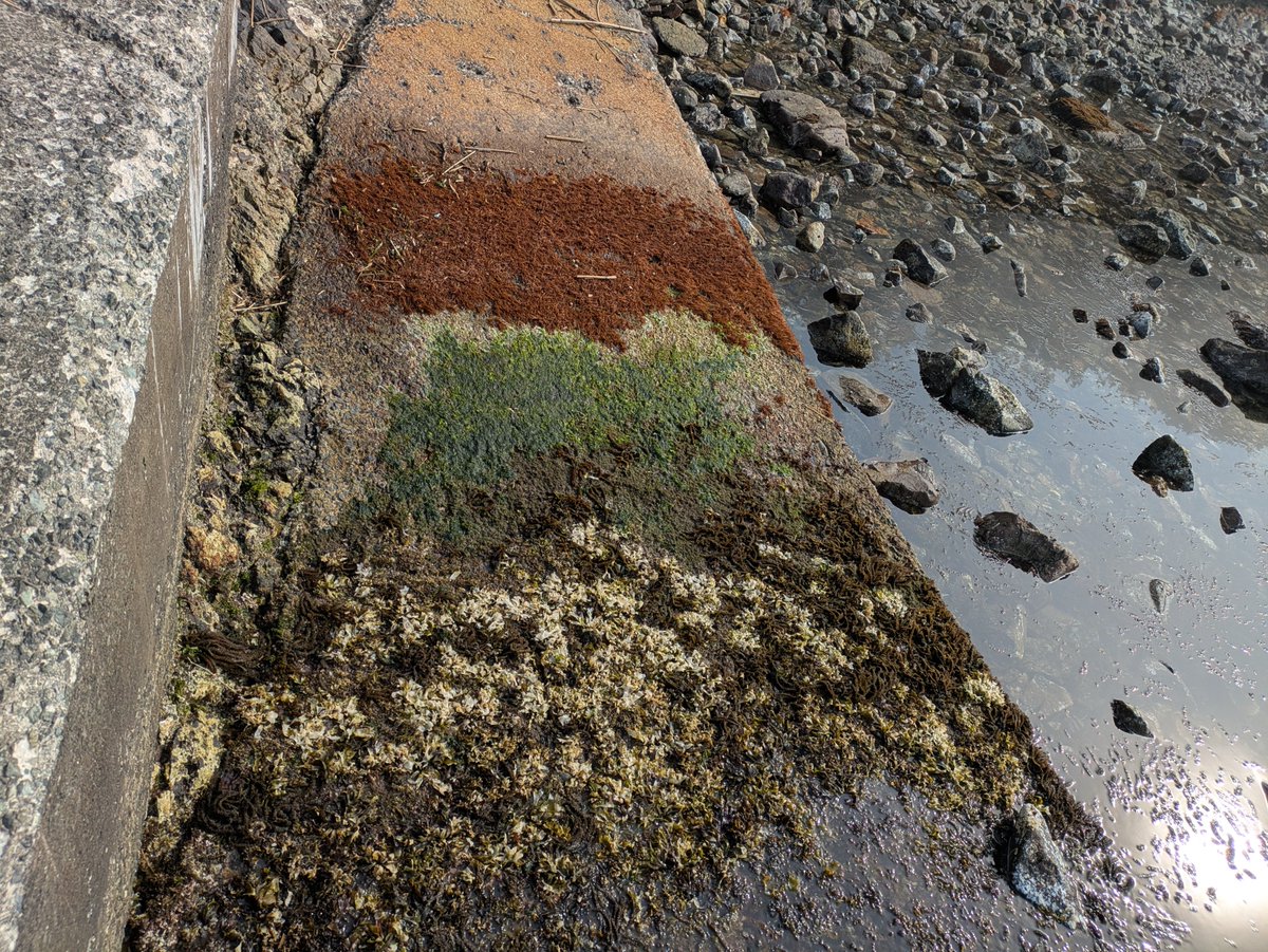 東北大学浅虫海洋生物学教育研究センター tweet media