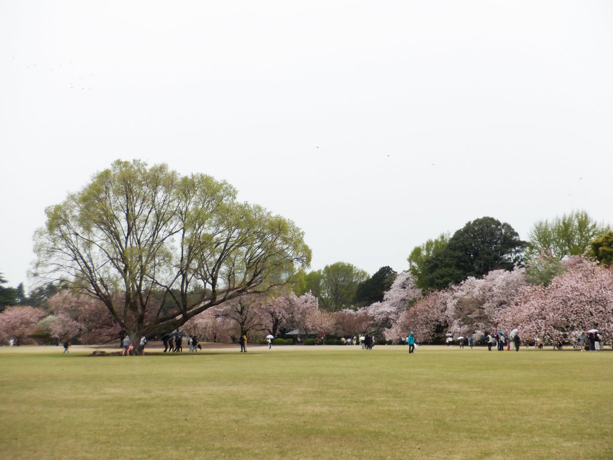 新宿御苑 自然情報 tweet media